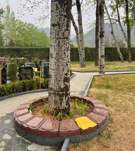 北京树葬墓地,北京树葬公墓需要多少钱？